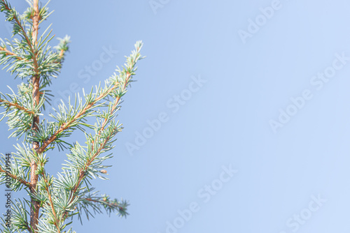 Young evergreen Spruce Tree as a background and texture with copy space, details, closeup