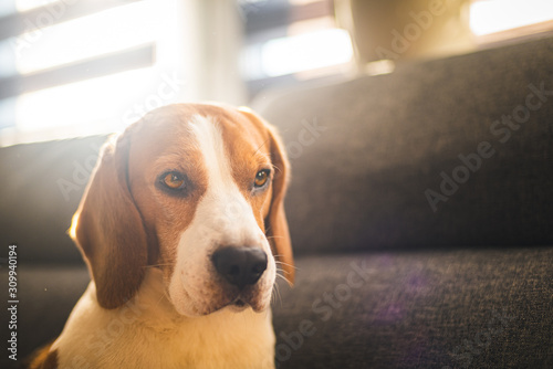 Dog indoors on a sofa portrait in bright room. Dog background. Head closeup.