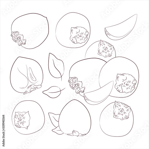 sketch vector. coloring. Persimmon set. Organic food. Diet products. vegetarianism and raw food diet