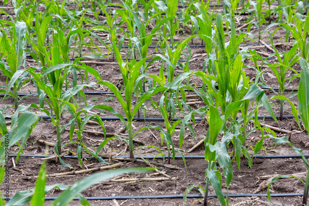 Corn farm with dipping water system. DIY Automatic Watering System for