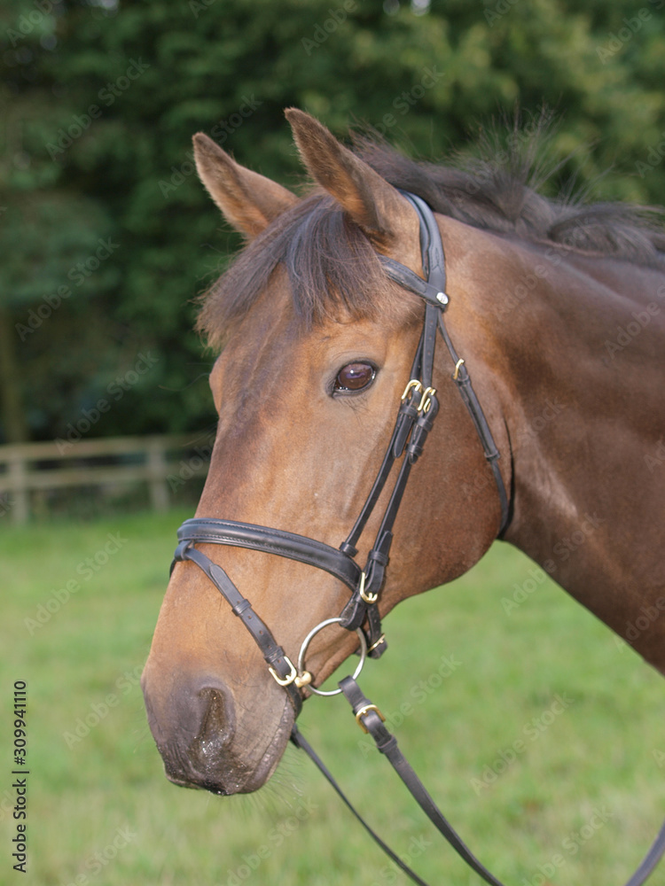 Horse Headshot