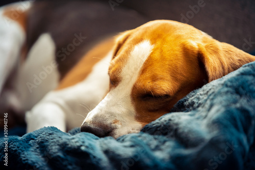 Beagle dog tired sleeps on a couch. Adorable dog background © Przemyslaw Iciak