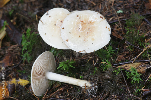 Hebeloma crustuliniforme, known as poison pie or poisonpie, poisonous mushrooms from Finland