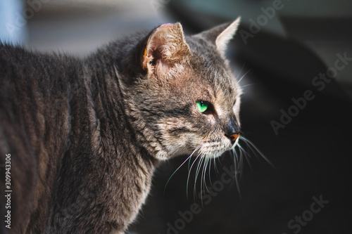 Portrait of a cat with bold eyes looking to the side