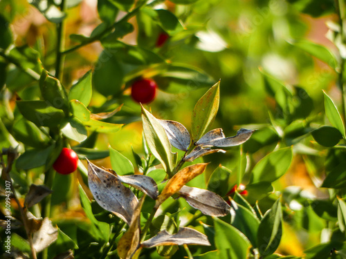 Wallpaper Mural Ruscus aculeatus in the wild. Torontodigital.ca
