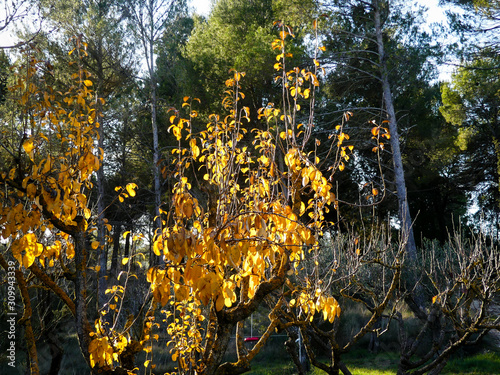 Wallpaper Mural Yellow tree in a forest. Torontodigital.ca