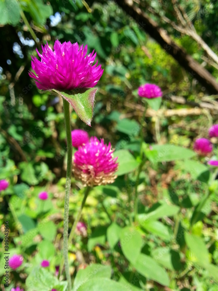 Obraz premium flowers in the garden