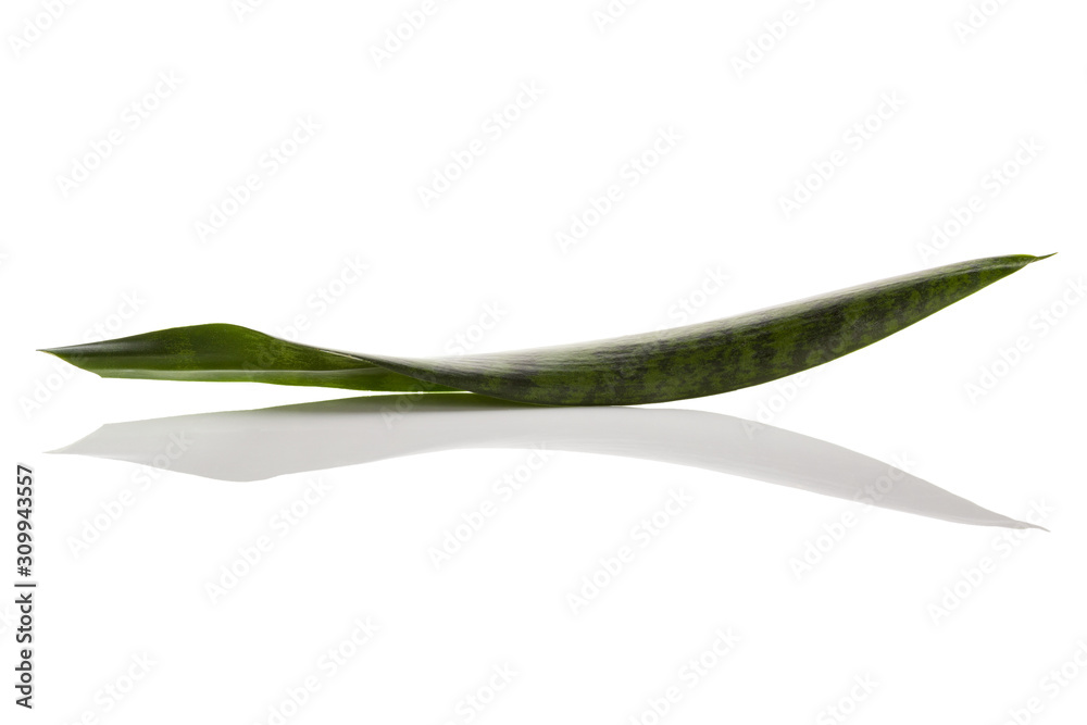 Obraz premium Snake plant isolated on white.