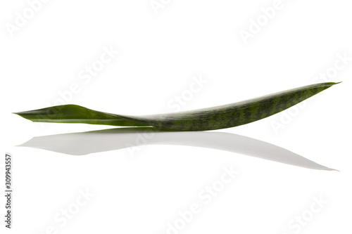 Snake plant isolated on white.