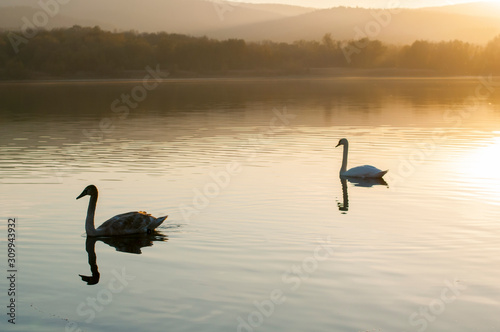 white swans on an autumn lake on a sunny day © mikhailgrytsiv