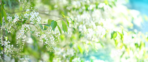 Fotografia, Obraz bird cherry flower blossoms