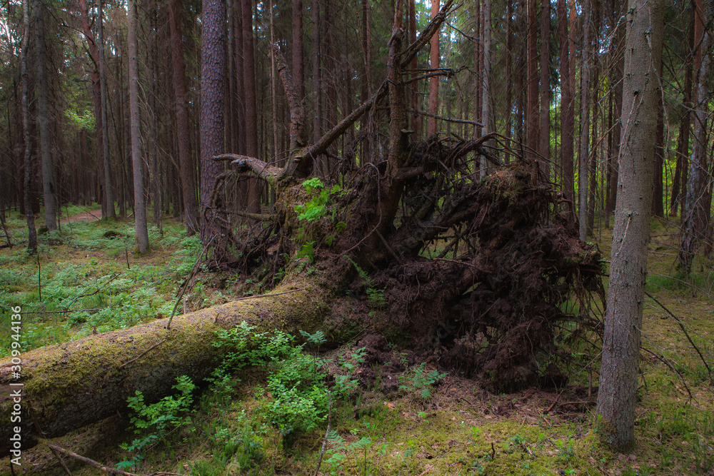 Pine tree trunks, young and old fallen trees in the wood Pine tree trunks, young and old fallen trees in the wood