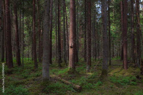 Pine tree trunks  young and old fallen trees in the wood