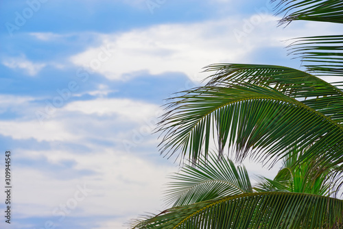 Palm tree branches and leaves against blue cloudy sky