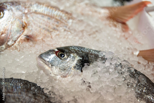 sea bream in the frost ready to be cooked