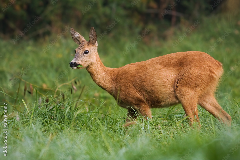 Solitary female of roe deer, capreolus capreolus, holding the food in its mouth. Thoughtful surrounded by the spring vegetation. Wild mammal feeding himself on the grassland. Solitary female of roe deer, capreolus capreolus, holding the food in its mouth. Thoughtful surrounded by the spring vegetation. Wild mammal feeding himself on the grassland.