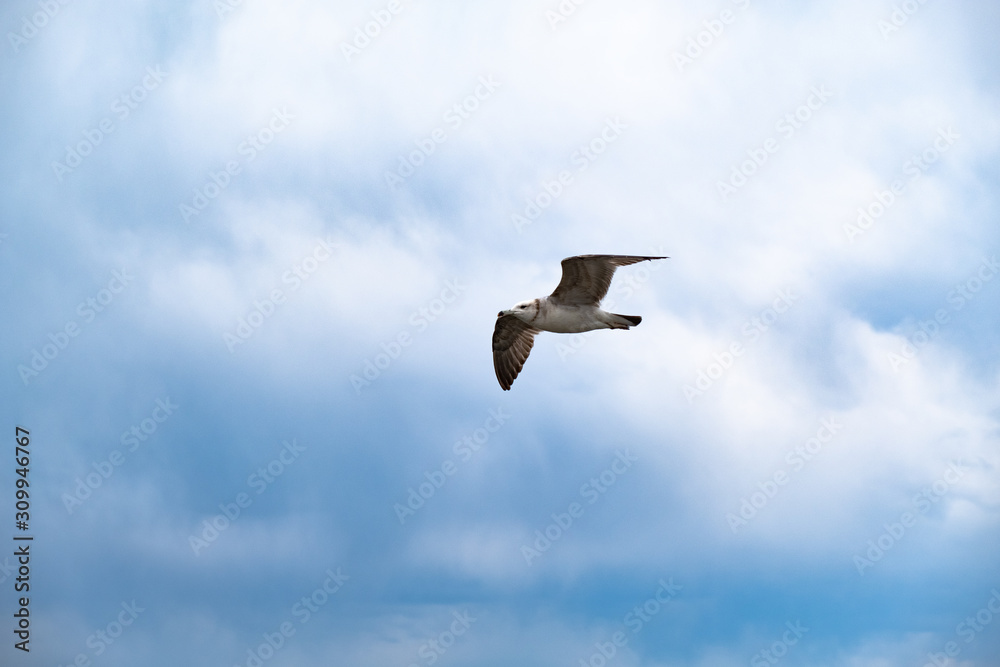 Obraz premium A Seagull soars in the sky against a background of white clouds. Amur Bay, Vladivostok, Russia.A Seagull soars in the sky against a background of white clouds. Amur Bay, Vladivostok, Russia.
