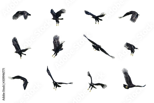 Greater Spotted Eagle flying isolated on white background © chamnan phanthong