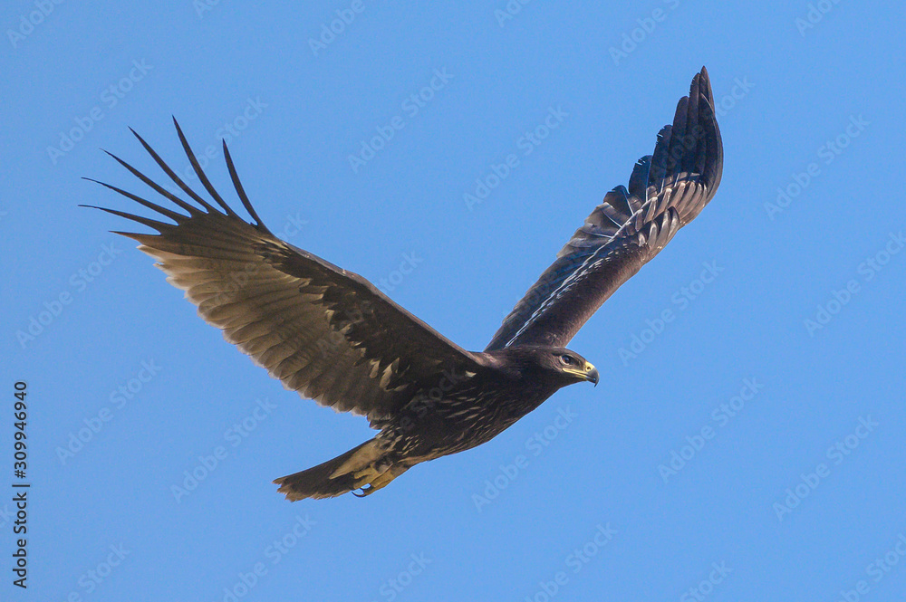 Obraz premium Greater Spotted Eagle flying on blue sky