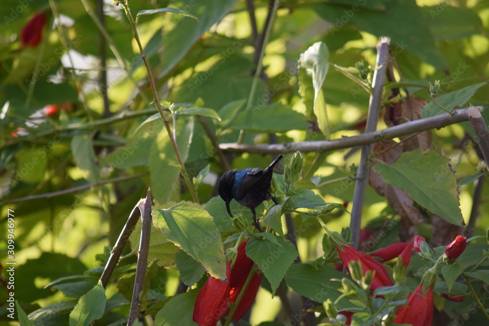 Fototapeta premium Humming Bird