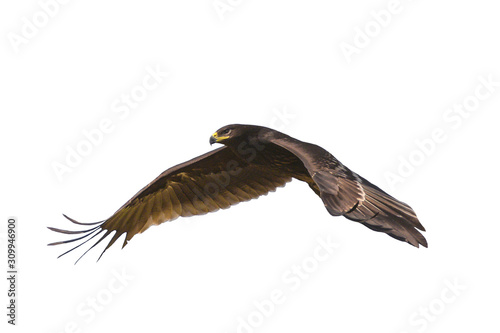 Greater Spotted Eagle flying isolated on white background