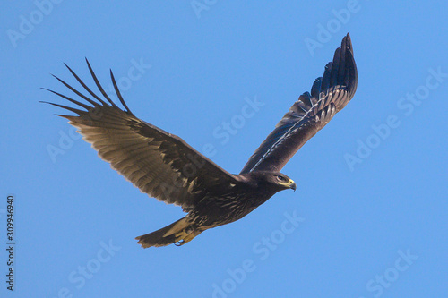  Greater Spotted Eagle flying on blue sky