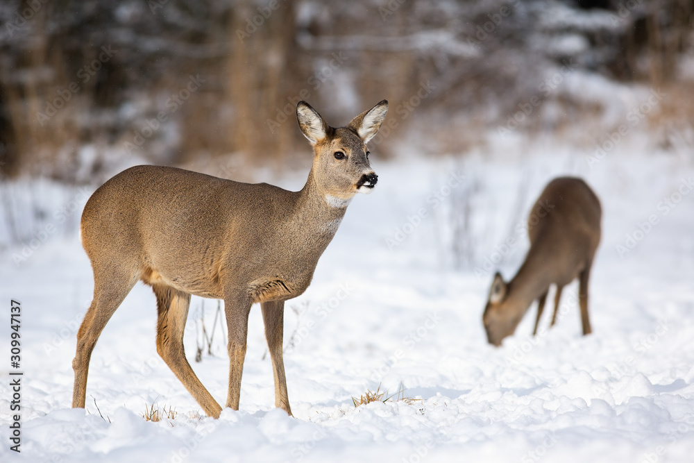 Two females of roe deer, capreolus capreolus grazing and looking for something to eat in winter. Attentive doe in the winter scenery with snowflakes on her nose. A pair of wild mammals standing on the Two females of roe deer, capreolus capreolus grazing and looking for something to eat in winter. Attentive doe in the winter scenery with snowflakes on her nose. A pair of wild mammals standing on the