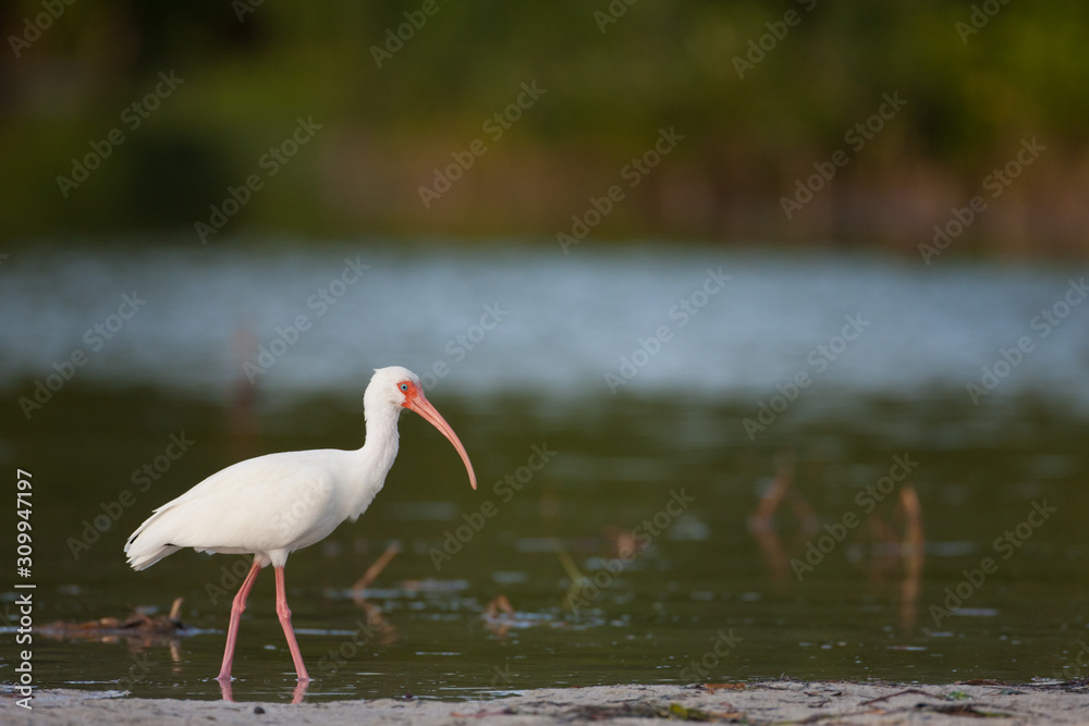 A White Ibis foraging in Florida's Fort Desoto state park.
