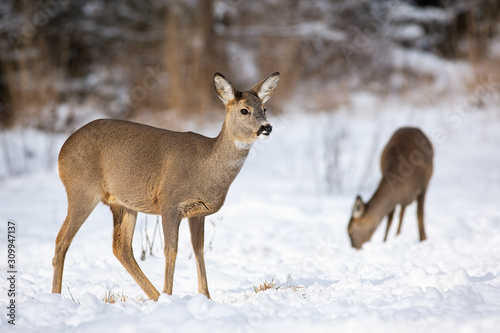 Two females of roe deer, capreolus capreolus grazing and looking for something to eat in winter. Attentive doe in the winter scenery with snowflakes on her nose. A pair of wild mammals standing on the