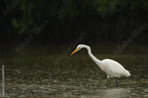A Great Egret fishing during a light rain in Florida's Little Estero Lagoon. © Restless Mind Media 