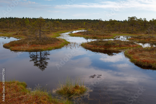Ecopark in the bogs with small lakes and wooden pathes. Swampland in the middle of Estonia