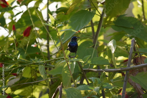 Humming Bird