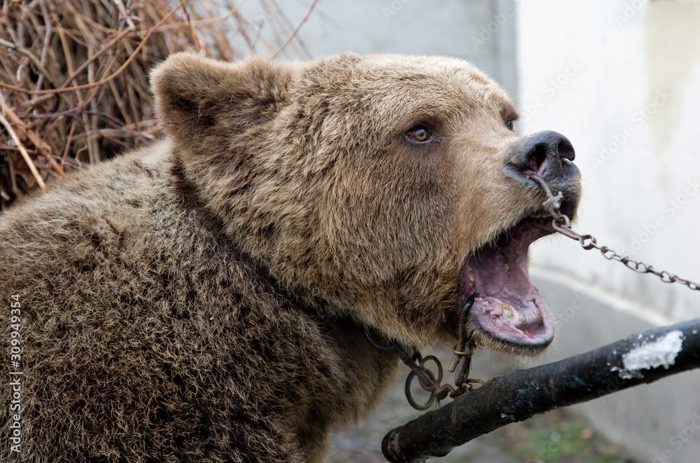 Brown Bear Tortured In Slavery With Chain, Agony And Pain.