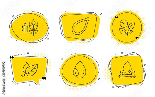 Leaf dew, Gluten free and Water splash signs. Chat bubbles. Leaf, Leaves and Pumpkin seed line icons set. Nature leaves, Grow plant, Vegetarian food. Water drop. Nature set. Line leaf icon. Vector