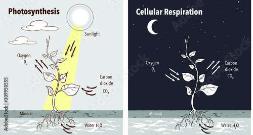 Photosynthesis accumulating sugar and cellular respiration fueling all plants functions day night 2 educational posters vector illustration
