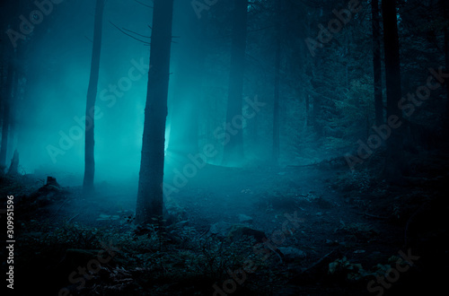 Fairytale landscape. Mysterious light in the night among tree trunks at the night spooky forest. photo