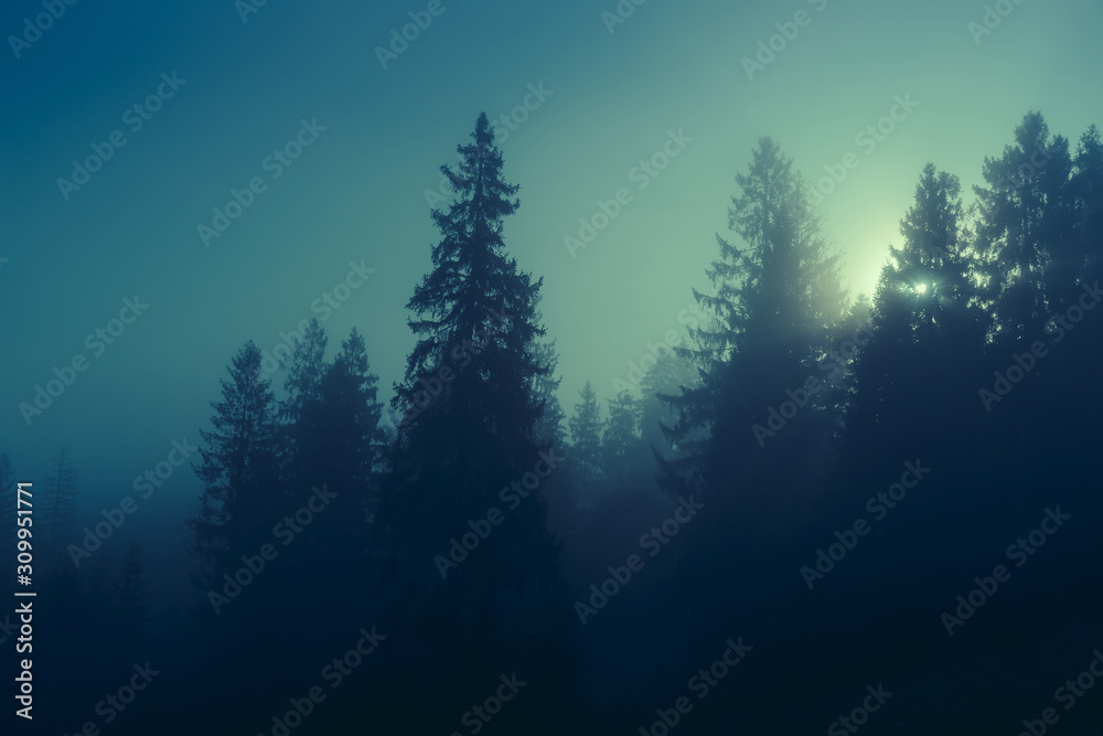 Night mysterious panoramic landscape in cold tones - silhouettes of the spruce forest under the full moon and dramatic night sky.