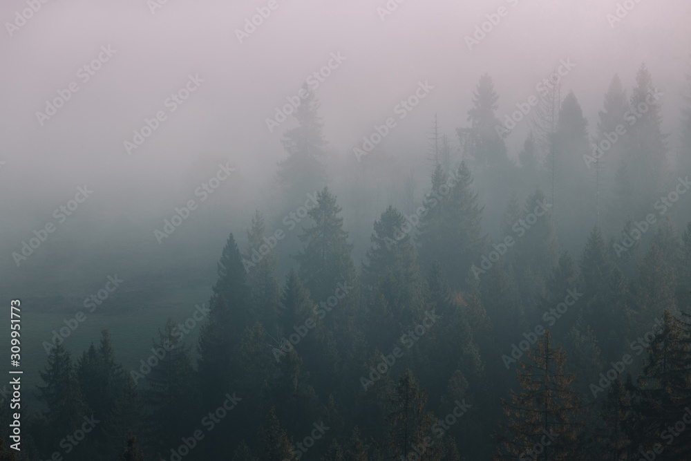 Spruce trees through the morning fog. Misty mountain forest at autumn foggy sunrise.
