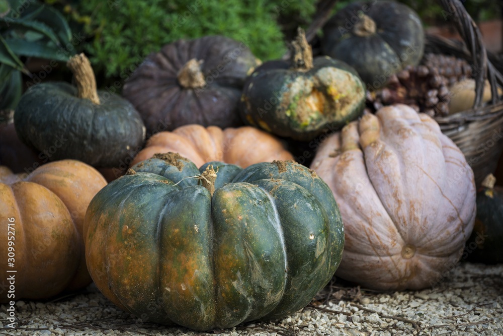 Courges de différentes variétés et couleurs