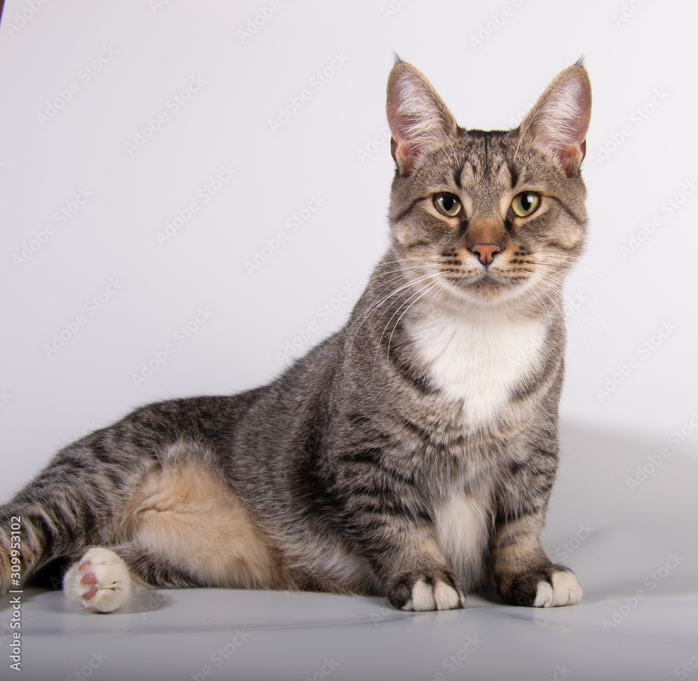 Munchkin cat or Sausage cat Stock-bilde | Adobe Stock