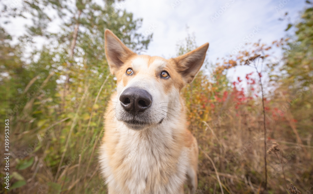 Portrait of cute red hair domestic dog outdoors at summer park close-up.