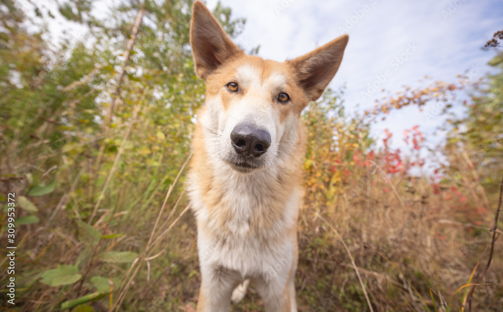 Portrait of curious red hair domestic dog outdoors close-up, looking at camera.