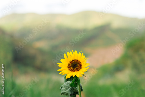 Beautiful sunflower in the field