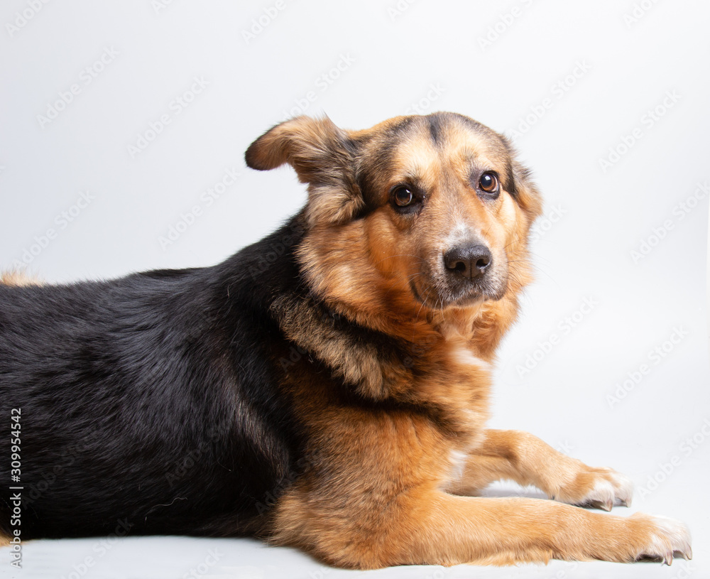 A nice black and brown dog is lying (white background)