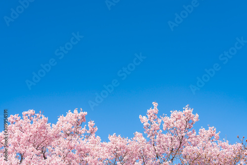 Cherry blossom (sakura) with birds under the blue sky in the Shinjuku Gyo-en Park in Tokyo of Japan. A good place for vocation in spring.