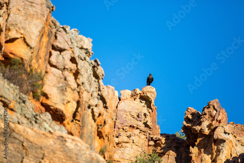 A raven sitting on top of a rock formation, Cederberg Wilderness Area, South Africa