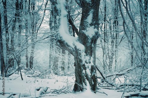 frozen tree in forest, snowy winter landscape