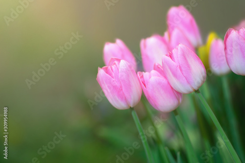 Colorful of tulips flowers against sunlight as floral background