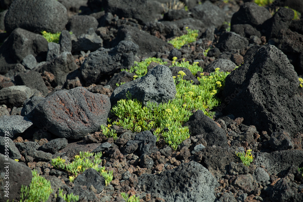 Black volcanic terrain with green plants
