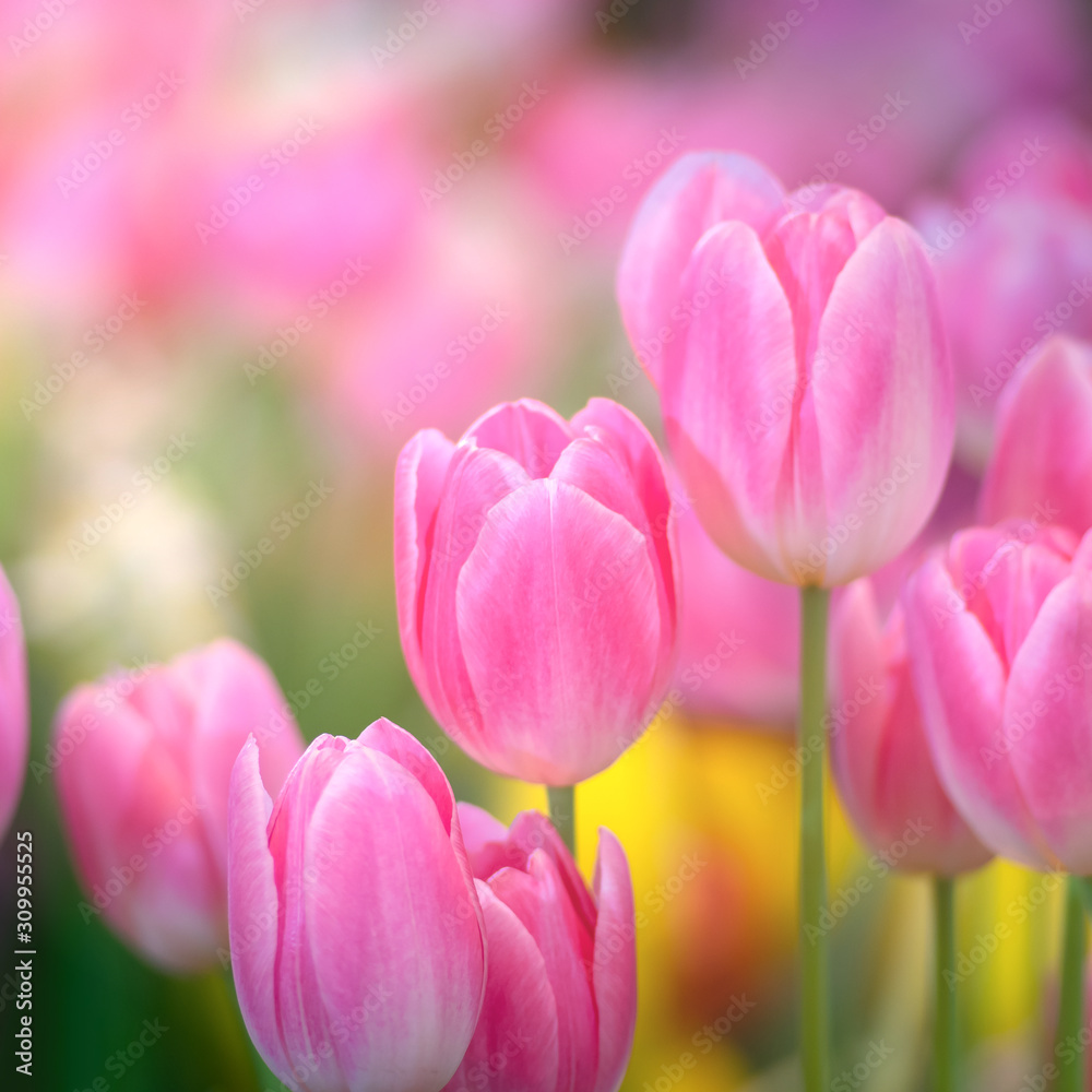 Obraz premium Pink tulip flowers against sunlight as floral background